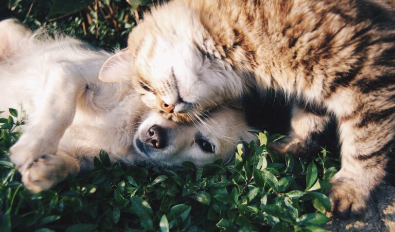 Parliament Adopts First-Ever EU Welfare Standards for Cats and Dogs