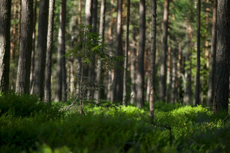 Natura 2000 at 30: World’s Largest Protected Area Network Covers 18% of EU Land as New Water Law Takes Effect