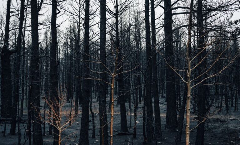 Europe’s Wildfire Response Machinery: Powerful but Not Powerful Enough