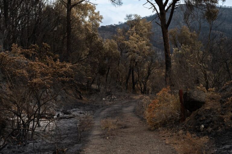 L’UE pivote vers la prévention alors que la crise des incendies force une refonte de la politique européenne