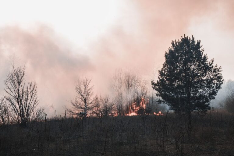 Greece’s Crumbling Electricity Infrastructure Fuels Wildfire Crisis