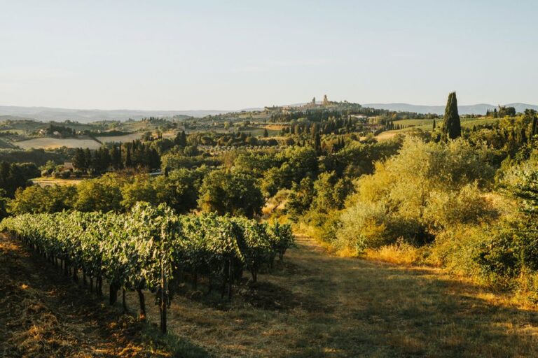 La sécheresse réduit les vendanges de Villány d’près d’un tiers alors que le sud de la Hongrie suffoque sous la chaleur