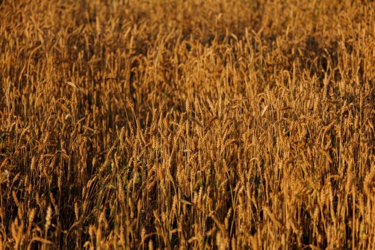 La crise des céréales ukrainiennes s&rsquo;aggrave face aux frappes russes, à la sécheresse et aux barrières commerciales de l&rsquo;UE